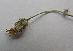 Pilosella piloselliflora
