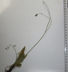 Pilosella piloselliflora
