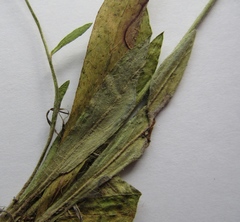 Pilosella piloselliflora