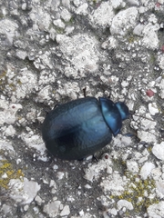 Chrysolina haemoptera