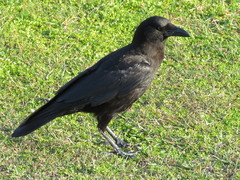 Corvus brachyrhynchos pascuus