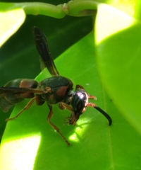 Euodynerus apopkensis