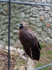 Aegypius