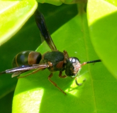 Euodynerus apopkensis