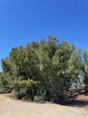 Pinus