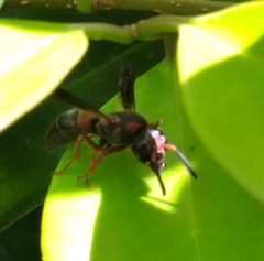 Euodynerus apopkensis