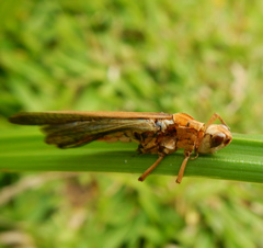 Entomophaga