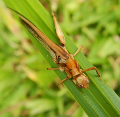 Entomophaga