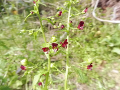 Scrophularia peregrina