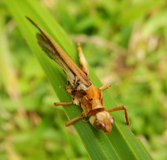Entomophaga