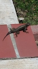 Sceloporus occidentalis longipes