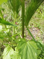 Scrophularia peregrina