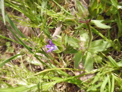 Campanula erinus