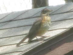 Turdus migratorius