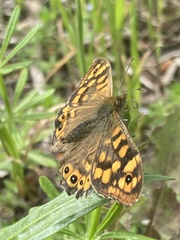 Pararge aegeria aegeria