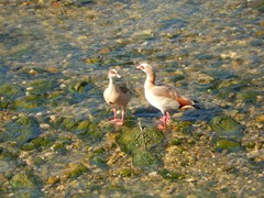 Alopochen aegyptiaca