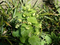 Scrophularia vernalis