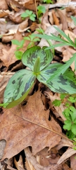Trillium sessile