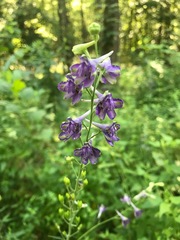 Delphinium exaltatum