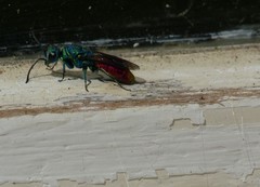 Chrysis angustula