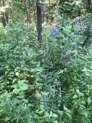 Delphinium exaltatum