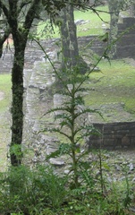 Cirsium pinetorum