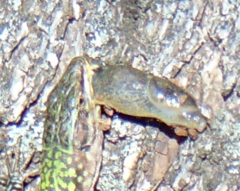 Tandonia sowerbyi