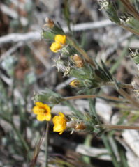 Mentzelia montana