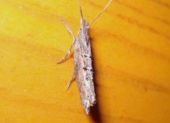 Ypsolopha horridella