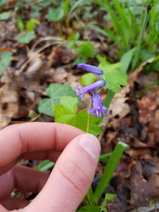Hyacinthoides non-scripta