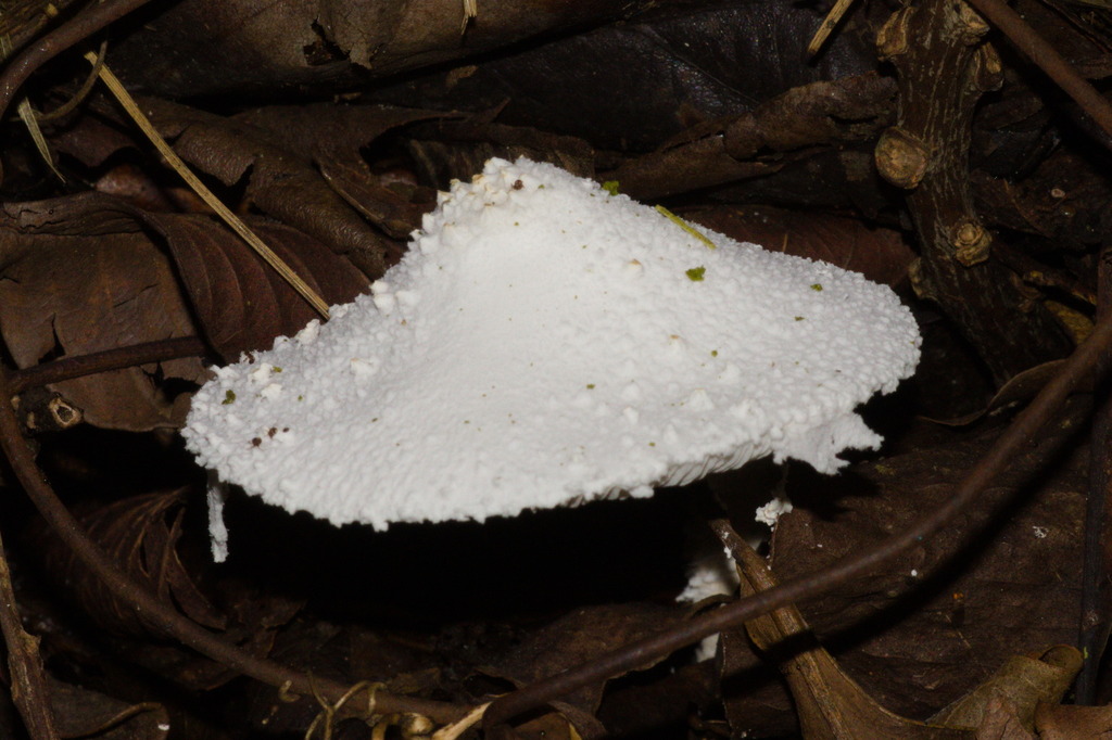 Leucocoprinus cretaceus · April 2022 · photo: © fmiudo (iNaturalist, cc0)