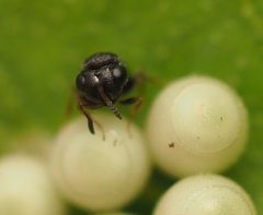 Trissolcus