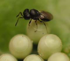Trissolcus