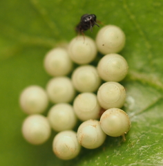 Trissolcus