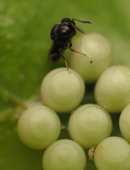 Trissolcus