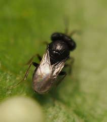 Trissolcus