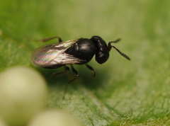 Trissolcus