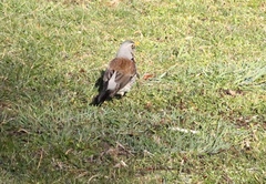 Turdus pilaris