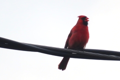 Cardinalis cardinalis