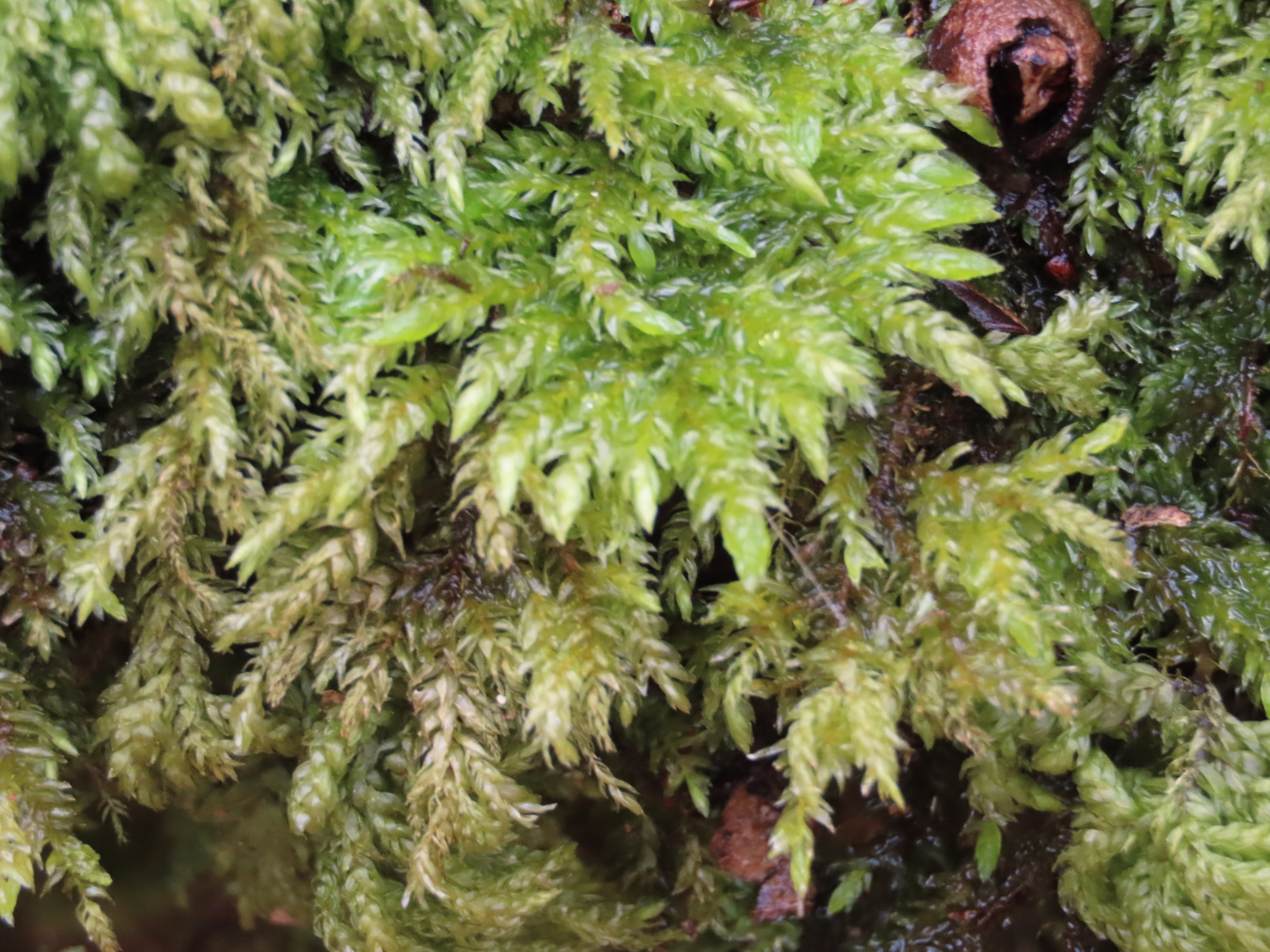 Thamnobryum alleghaniense