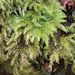 Alleghany Thamnobryum Moss - Photo (c) Chuck Cantley, some rights reserved (CC BY-NC), uploaded by Chuck Cantley