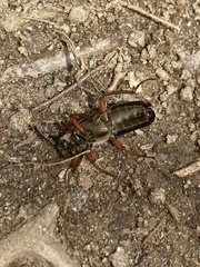 Lytta aenea