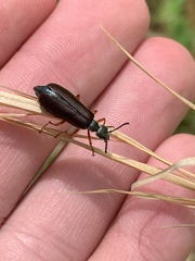 Lytta aenea