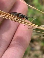 Lytta aenea