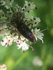 Closterotomus trivialis