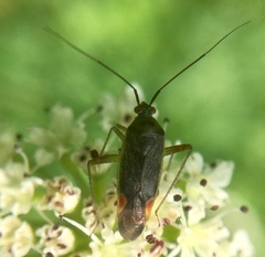 Closterotomus trivialis