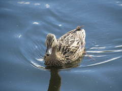 Anas platyrhynchos