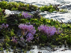 Podostemoideae