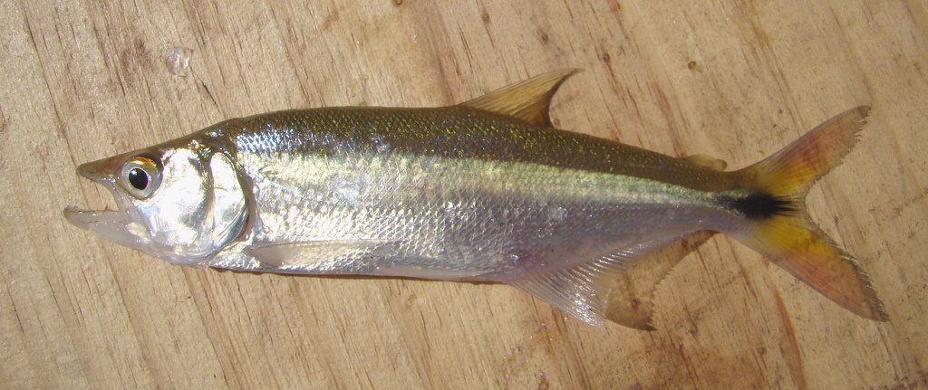 Tambica