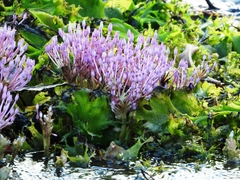 Podostemoideae